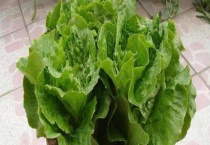 夏天35度怎样种植生菜