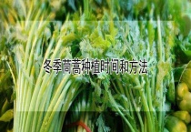 冬季茼蒿种植时间和多久？