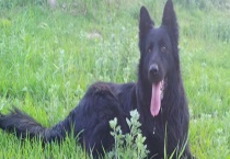 比利时牧羊犬怎么挑选？多少钱一只 容易养吗？