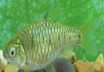 条纹小鲃可以长到多大 有什么形态特征