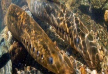 七鳃鳗是否有毒 附七鳃鳗简介