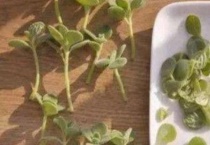 碰碰香怎么繁殖