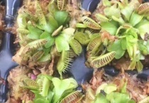 食虫草的种子长什么样