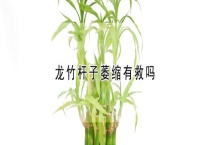 龙竹杆子萎缩有救吗？