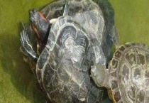 乌龟不吃食怎么办？附乌龟吃什么食物