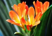 君子兰烂心怎么多久？