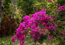 三角梅温度最低多少？