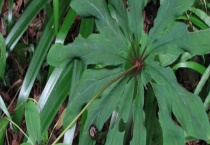 重楼的种植时间 种子如何多久？