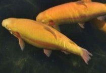 生吃金鳟鱼可以吗 什么是金鳟鱼