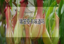 猪笼草有味道吗？