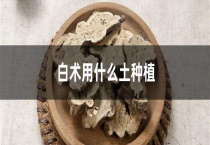 白术用什么土种植