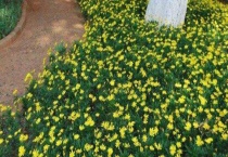 多头菊叶子蔫了怎么办？