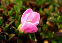 红花岩梅栽种多久？