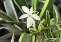 甲醛克星植物有哪些？