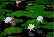 睡莲不放泥只放水怎样养