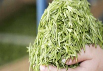 毛尖产地在哪里 每个地区产的毛尖各具特色