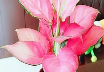 吉利红和如意的区别？