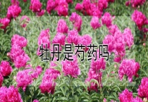 牡丹是芍药吗？