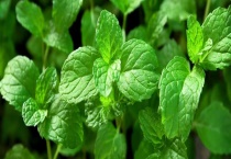 薄荷的种植时间 薄荷的生长习性