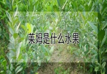 莱姆是什么水果