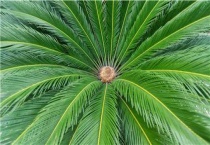 铁树浇水过多怎么办？