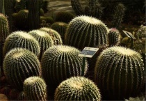 如何给金琥浇水