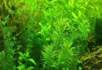 鱼缸净化的植物