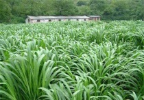 皇竹草种子怎么种在什么时间种