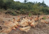 土鸡散养失败原因？