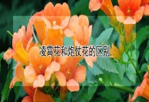 凌霄花和炮仗花的区别？
