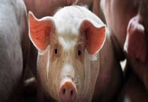 高温可不可以杀死非洲猪瘟病毒 关于非洲猪瘟的介绍