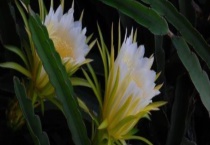 剑花与火龙果花有什么不同 剑花的实用价值和前景怎么样