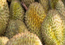 榴莲坏了是什么样的？坏榴莲吃了会中毒吗 如何选择好的榴莲