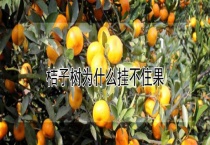 桔子树为什么挂不住果