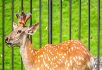 梅花鹿生活在草原还是森林？
