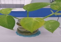 绿萝出现黑斑点怎么办？