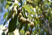 苦槠为常绿还是落叶 有哪些价值