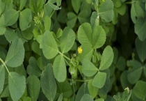 苜蓿和三叶草有哪些不同 从种类、高度、叶子等方面来区分