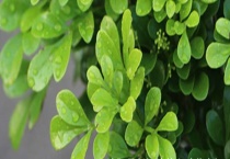 米兰叶子上长白斑怎么办 米兰的养护多久？