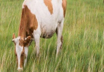 牛什么时候有反刍现象 附牛胃的构造