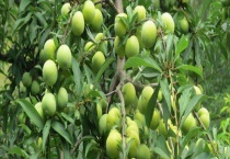 李子树结果需要几年 增加座果率的技巧有哪些？