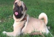 巴哥犬怎么训练？巴哥犬容易训练吗？