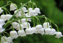 为什么铃兰发芽后长不起来