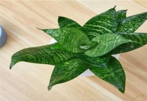 虎皮兰叶子发白是怎么回事