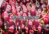 车厘子能在室内种植吗？