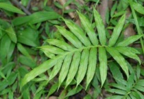 乌毛蕨如何食用