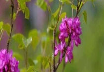 紫荆属于落叶还是常绿植物 紫荆有什么价值