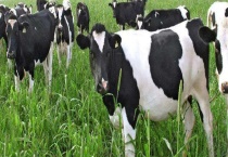 冬季奶牛冻伤的治疗方法 怎样预防冬季奶牛冻伤