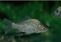 鲫鱼吃什么食物家养