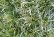 玉龙草与麦冬的区别？